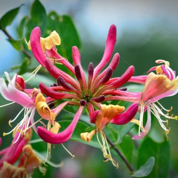 Madreselva de los bosques - Lonicera periclymenum Belgica Select