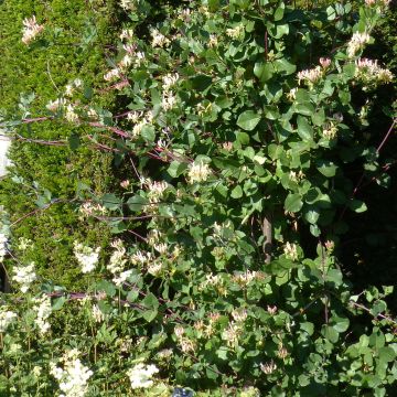 Madreselva de los bosques - Lonicera periclymenum Graham thomas