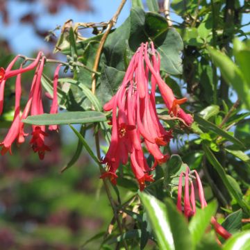 Lonicera sempervirens Cedar Lane - Madreselva