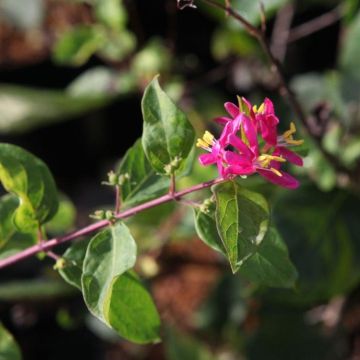 Lonicera tatarica Arnold Red - Madreselva tatarian