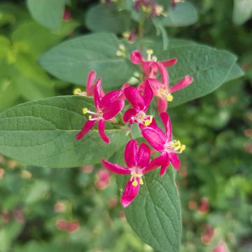 Lonicera tatarica Arnold Red - Madreselva tatarian