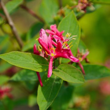 Lonicera tatarica Hack's Red - Madreselva tatarian