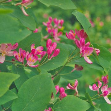 Lonicera tatarica Hack's Red - Madreselva tatarian