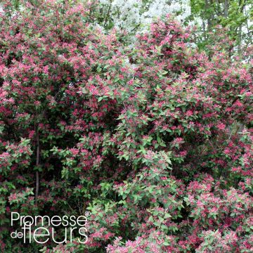 Lonicera tatarica Rosea - Madreselva tatarian