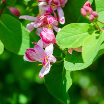 Lonicera tatarica Rosea - Madreselva tatarian