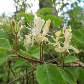 Lonicera xylosteum - Cerecillo de Europa