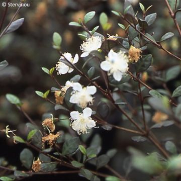 Lophomyrtus Red dragon - Pequeña estrella