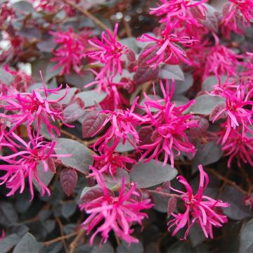 Loropetalum chinense Plum Gorgeous