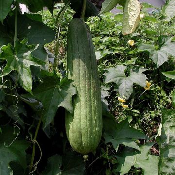 Luffa - Luffa cylindrica