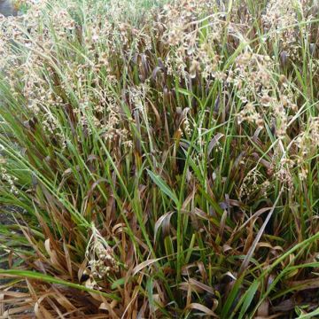 Luzula sylvatica Surprise - Lúzula del bosque