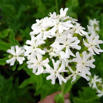 Lychnis chalcedonica Alba - Cruz de Malta