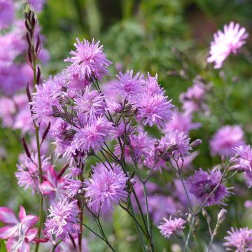 Lychnis flos-cuculi Jenny - Flor de cuclillo