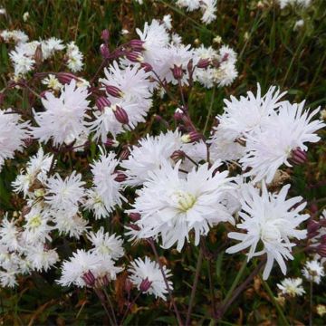 Lychnis flos-cuculi Petit Henri - Flor de cuclillo