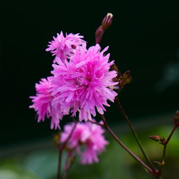 Lychnis flos-cuculi Petite Jenny - Flor de cuclillo