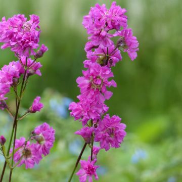 Lychnis viscaria Plena