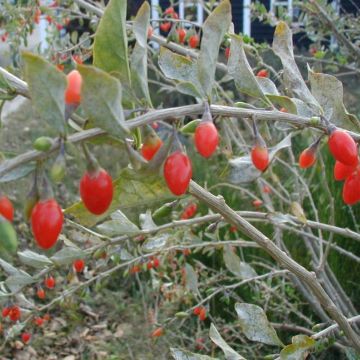 Goji - Lycium barbarum