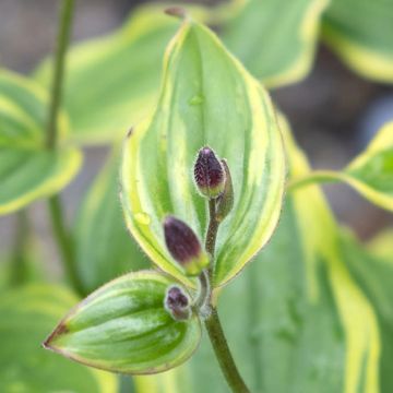 Tricyrtis formosana Autumn Glow - Lirio sapo