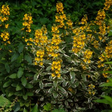 Lysimachia punctata Variegata - Salicaria punteada