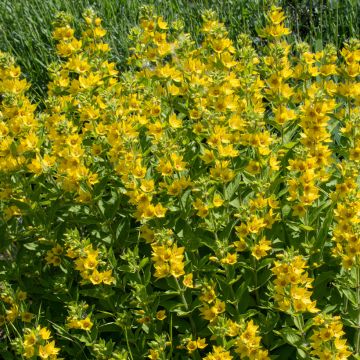 Lysimachia punctata - Salicaria punteada