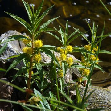 Lysimachia thyrsiflora