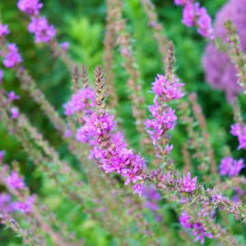 Lythrum salicaria Swirl - Salicaria