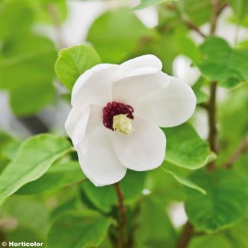 Magnolia sieboldii - Magnolia de Siebold