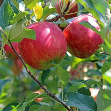 Pommier Belle fille de l'Indre