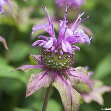 Bergamota silvestre - Monarda fistulosa subsp.menthifolia