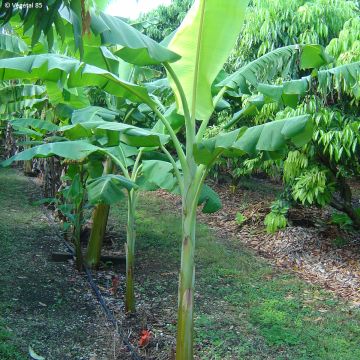 Musa paradisiaca Dwarf Orinoco - Platanera