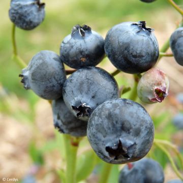 Arándano Hortblue Poppins