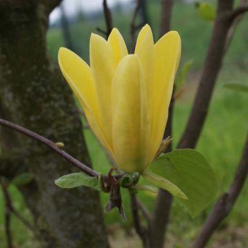 Magnolia acuminata Daphne