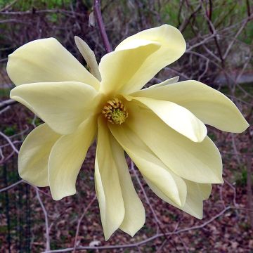 Magnolia Gold Star