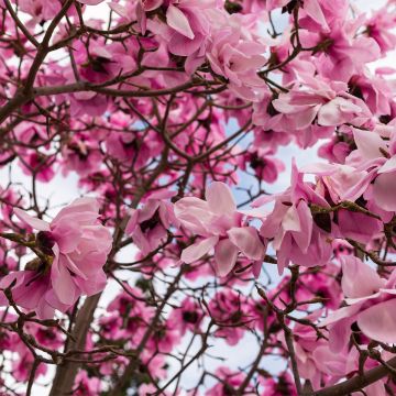 Magnolia denudata Iolanthe - Yulan