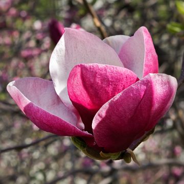 Magnolia March Till Frost