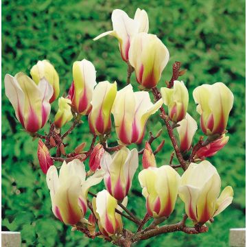 Magnolia denudata Sunrise - Yulan