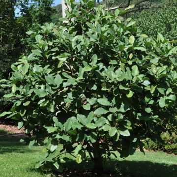 Magnolia delavayi de Delavay