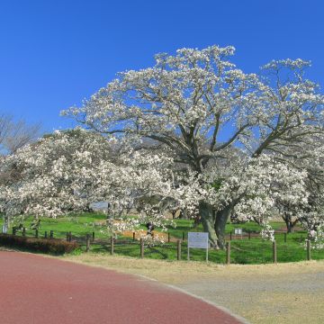 Magnolia kobus - Kobushi