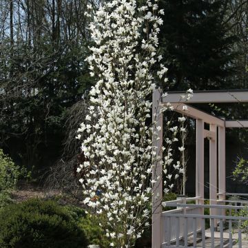 Magnolia kobus 'Isis' MARACZI™ - Kobus magnolia, Northern Japanese magnolia