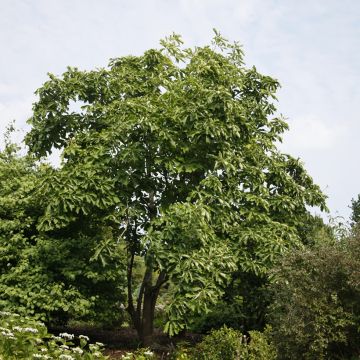 Magnolia officinalis  - Houpo magnolia, Chinese magnolia