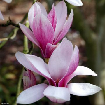 Magnolia soulangeana - Magnolia de Soulange