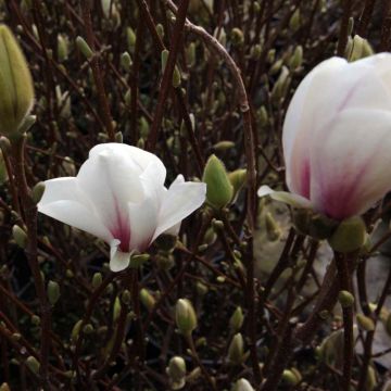 Magnolia soulangeana Alba Superba