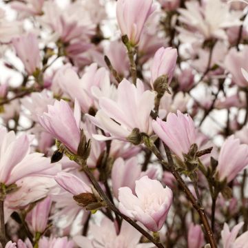 Magnolia stellata Chrysanthemumiflora - Magnolia estrellada