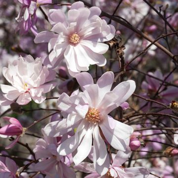 Magnolia stellata Rosea - Magnolia estrellada