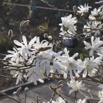 Magnolia stellata Waterlily - Magnolia estrellada