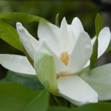 Magnolia thompsoniana