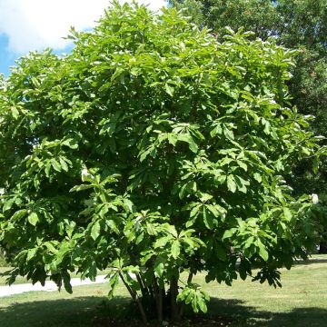 Magnolia tripetala - Arbol paraguas