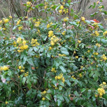 Mahonia aquifolium