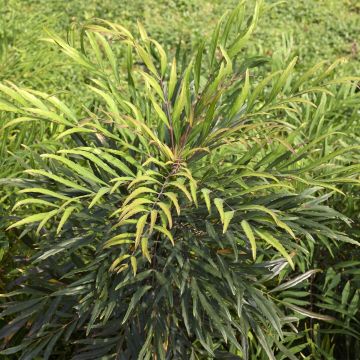 Mahonia eurybracteata Sweet Winter