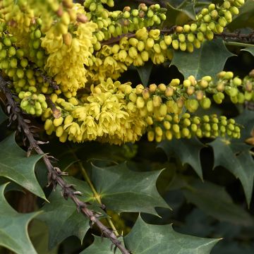 Mahonia wagneri Fireflame