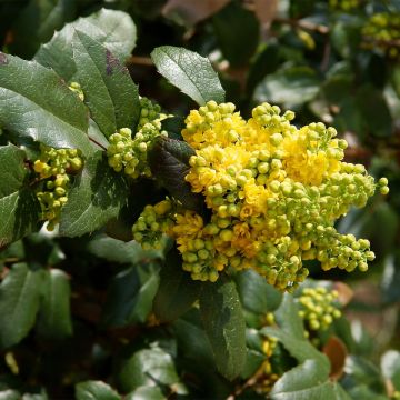 Mahonia wagneri Pinnacle